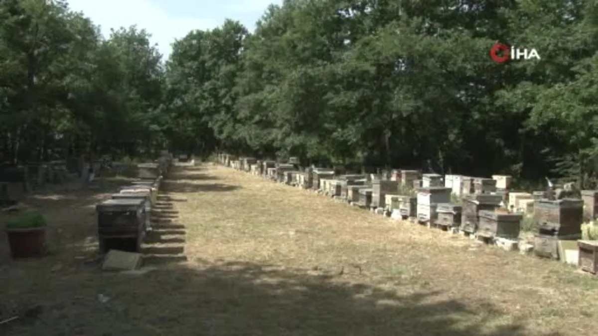 Kovanı açıp yemyeşil balı görünce şaşkına döndü