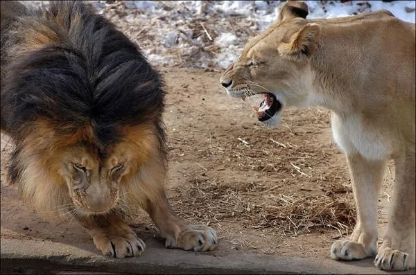 Dişi aslanın erkeğine verdiği ayar böyle görüntülendi