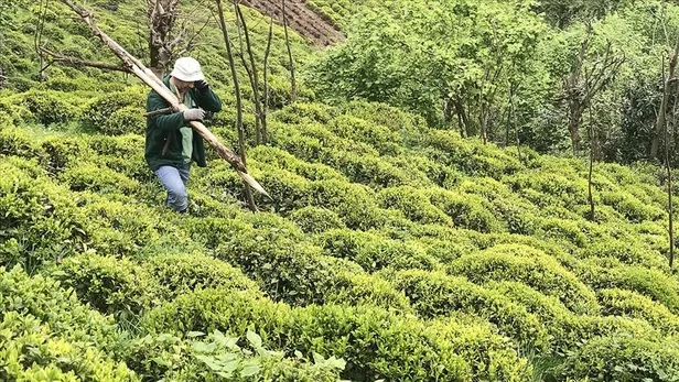 caykur-kura-sonuclari-aciklandi-mi-2022-caykur-mevsimlik-isci-alimi-kura-sonuclari-nereden-ogrenilir-1648622074081.jpg ÇAYKUR kura sonuçları açıklandı mı? 2022 ÇAYKUR mevsimlik işçi alımı kura sonuçları nereden öğrenilir? - 2