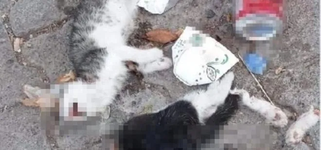 Giresun’da vahşet: 2 kedi yavrusu canice öldürüldü