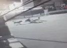 Hamile kedi köpek sürüsü tarafından parçalandı