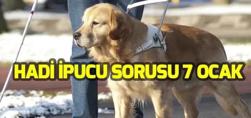 Hadi ipucu: Görme engellilere yardımcı olan eğitimli köpeklere verilen ad nedir? Hadi 7 Ocak