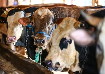 Kurbanlıklar İstanbul'a giriş yaptı: Denetimler 7/24 sürüyor