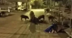 Domuz sürüsü Marmaris’te pazara indi