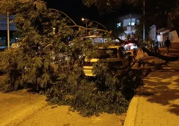 Kahramanmaraş’ta fırtına: Park halindeki otomobilin üzerine ağaç devrildi