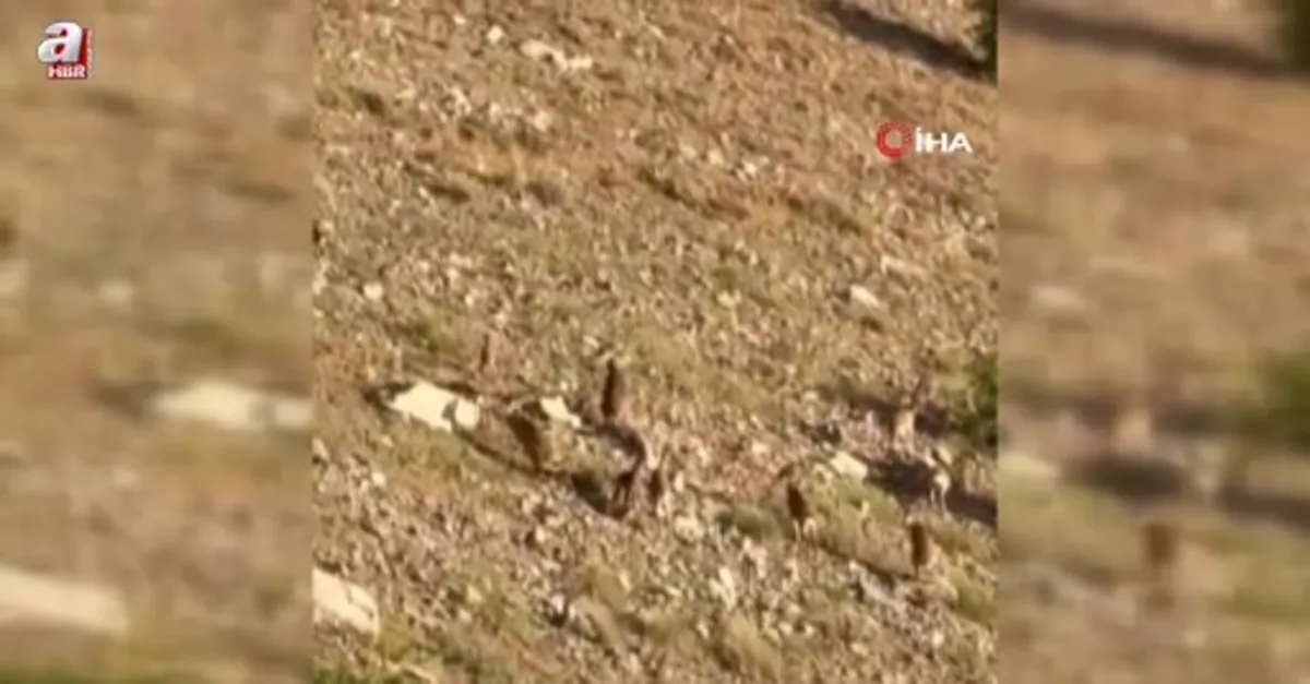 Elazığ’da dağ keçileri kamerada