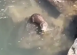 Nesli tükenme tehlikesinde olan su samuru Dicle Nehri’nde görüntülendi! Balığı böyle avlayıp yedi