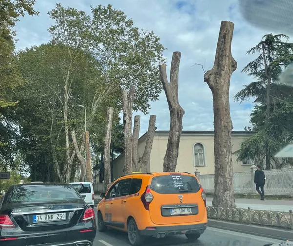 CHP’li İBB asırlık çınarları katletti! Sanatçılar sessiz kaldı! Bunun adı ikiyüzlülük