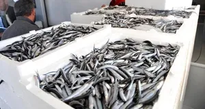 Düzce’de ağlar hamsi ile doldu