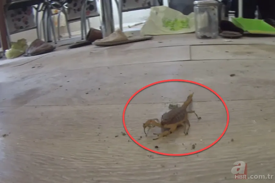 Görüntüler Türkiye’den… Havalar ısınınca ortaya çıktı! Gece uykudayken akrep soktu 1