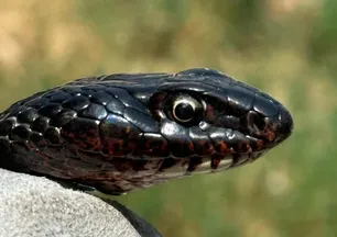 İşletmenin tuvaletinden karayılan çıktı