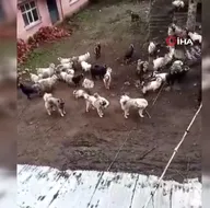 Ava giderken avlandı!