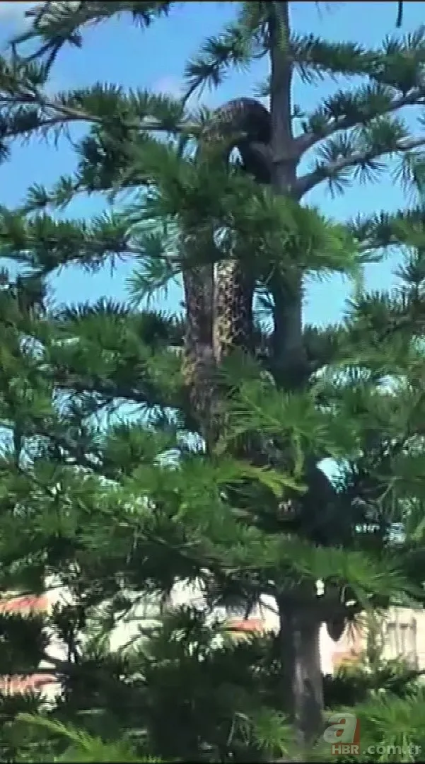 Görüntüler Türkiye’den! Anakonda büyüklüğündeki yılan dehşete düşürdü 1