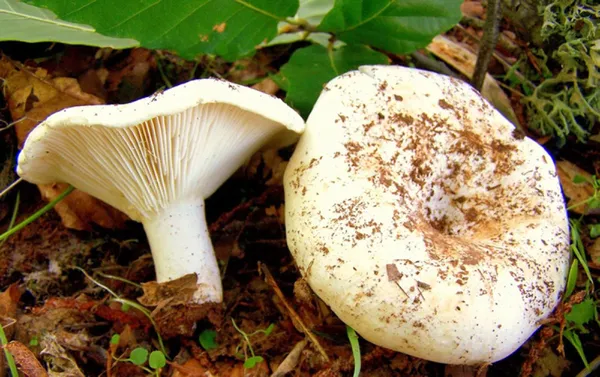 kastamonuda-35-kisi-mantardan-zehirlendi-1632750983932.jpg Kastamonu’da 35 kişi mantardan zehirlendi - 7