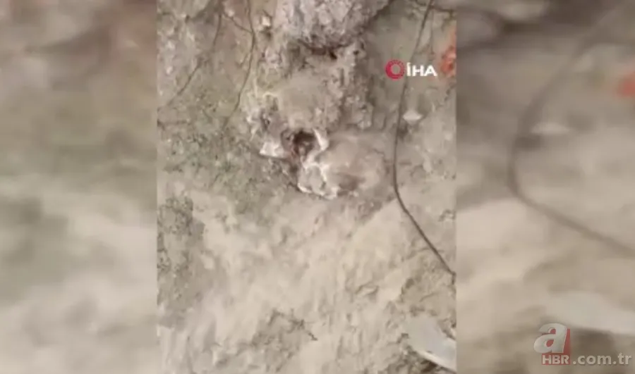 Site bahçesinden dehşet çıktı Tüyler ürperten manzara: Çocuklar korkudan dışarı çıkamıyor 5