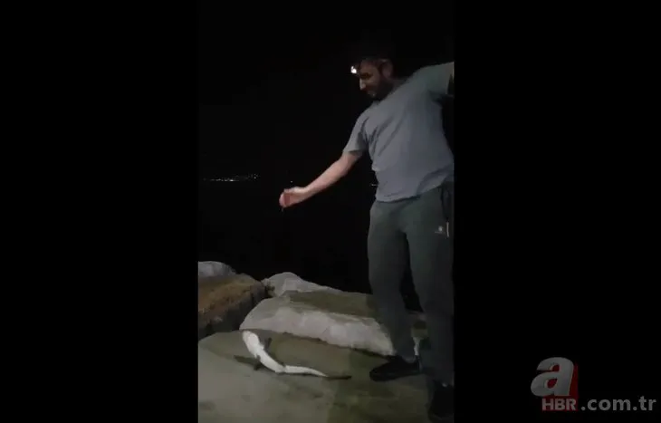 İstanbul’da oltayla köpek balığı tuttu! Görenler şoke oldu