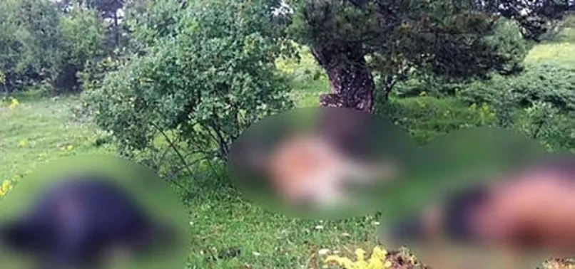 Çankırı'da yıldırım düştü, 4 büyükbaş hayvan telef oldu