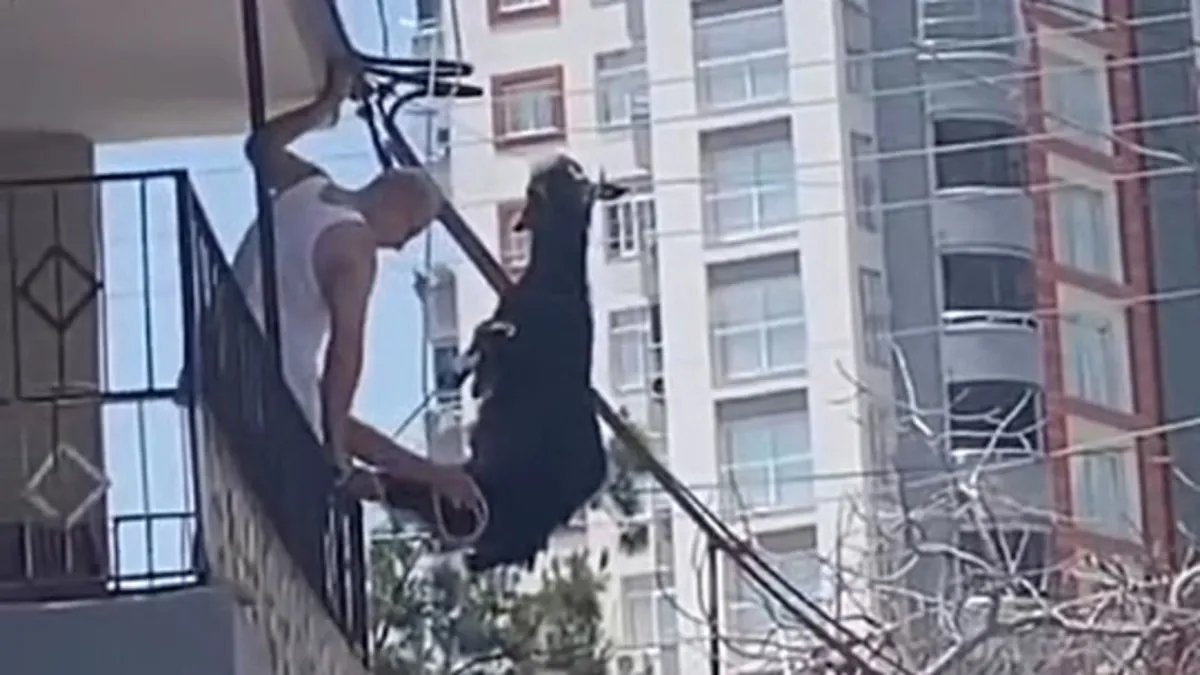 Kurbanlık tellerde asılı kaldı! Adana'da şaşırtan görüntü! Damdan aşağıya atladı...