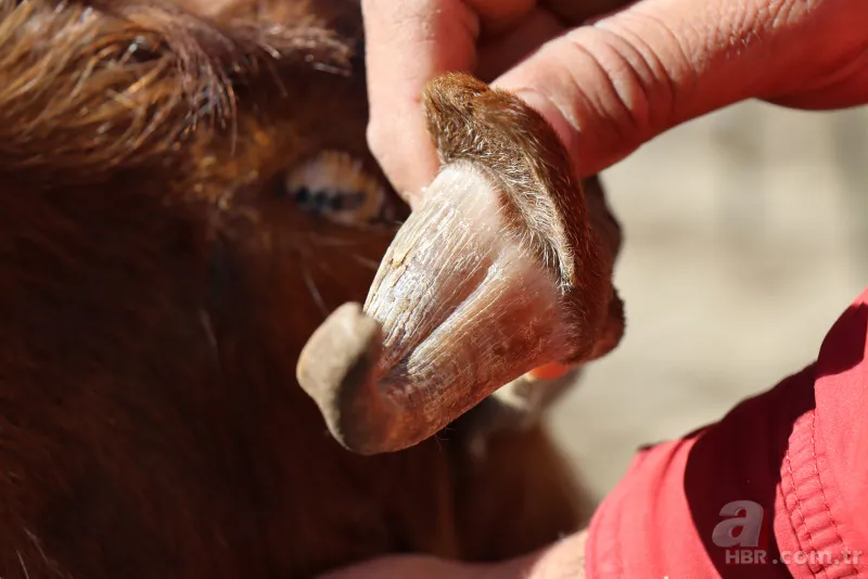 Ahırın kapısını açınca dehşete düştü! 3 gözlü 4 burun delikli buzağıyı görenler inanamadı! Kuyruğunda… 7