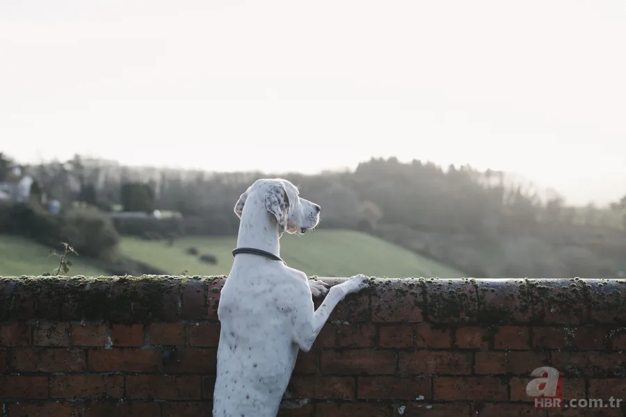 Köpekler gizlice dinleyerek öğreniyor! Kelime tanıma başarıları yüzde 80 çıktı 2
