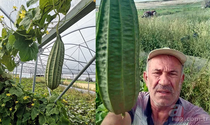 Yetiştirmek için serasına kamera koydu! Fiyatı el yakıyor: Gözümüz gibi bakıyoruz 13