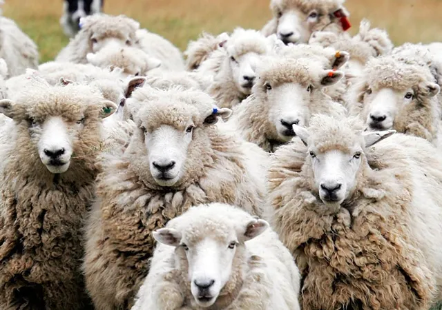 Bayram tatili kaç gün, 9 gün mü? 2020 Kurban Bayramı tatili ne zaman, hangi gün başlıyor?