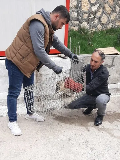 Nesli tükenmekte olan hayvan Adıyaman’da görüldü! Hemen cep telefonuna sarıldı