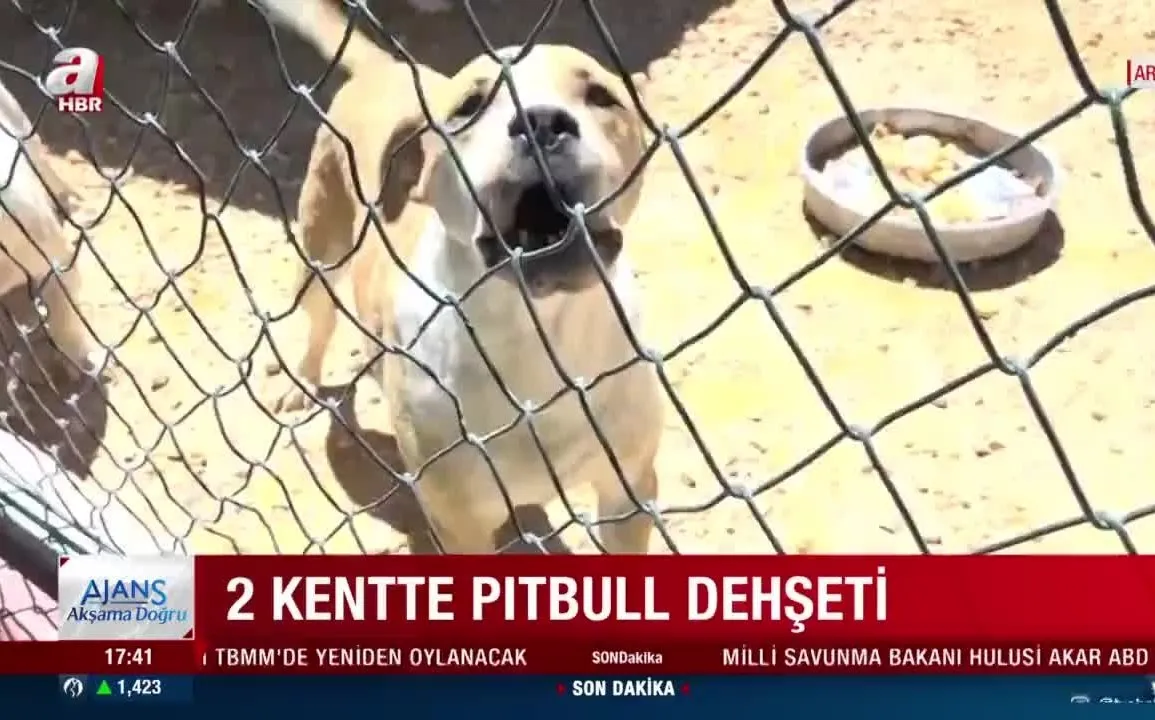 pitbull 8 yasindaki cocuga saldirdi