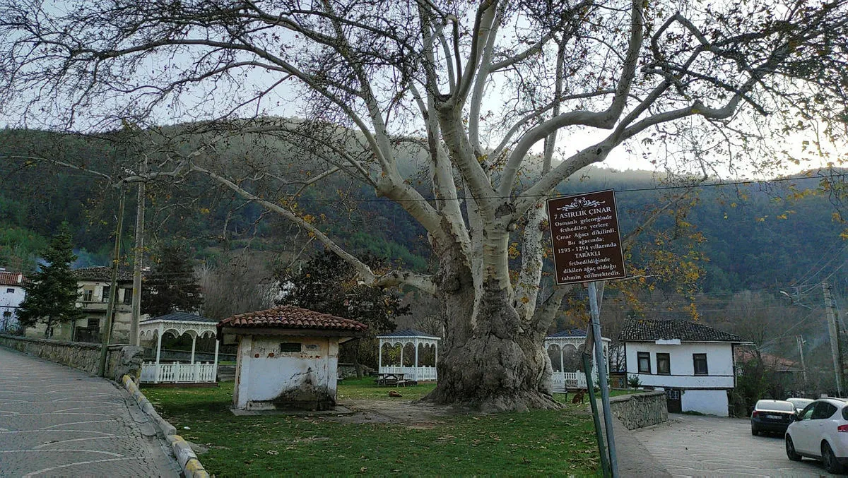Osmanlı’dan günümüze 700 yıllık tarih! Çınar ağacı zaman meydan okuyor