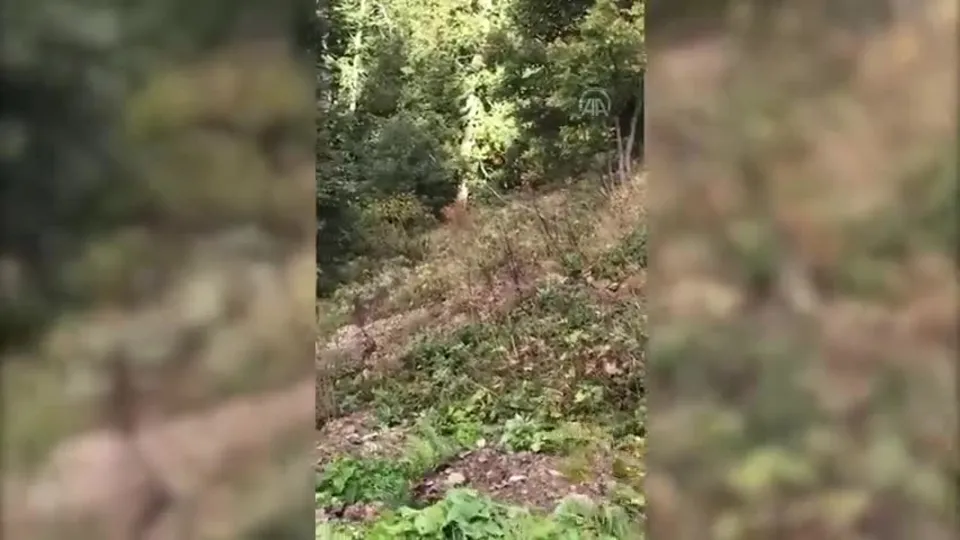 Görüntüler Bolu Yedigöller’den… Seyir halindeki sürücü cep telefonuyla kayda aldı: Tontiş gel oğlum