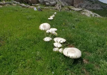 Gümüşhane'de dev kızıl mantarlar
