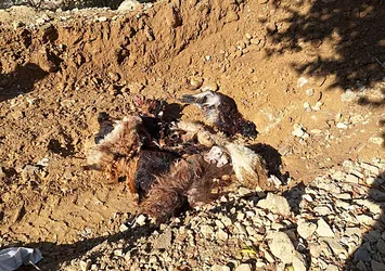 Ağılda katliam! Kurtlar girdi