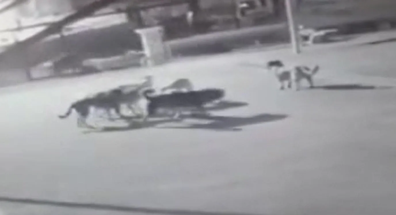 Hamile kedi köpek sürüsü tarafından parçalandı