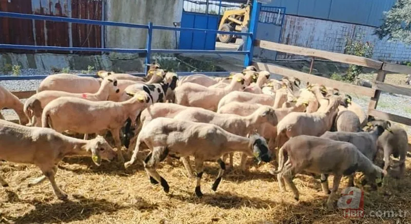 Kurbanlık fiyatları belli oldu 2024! Büyükbaş küçükbaş kurbanlıklar ne kadar? Canlı kg fiyatı ne? İşte ilk rakamlar 2