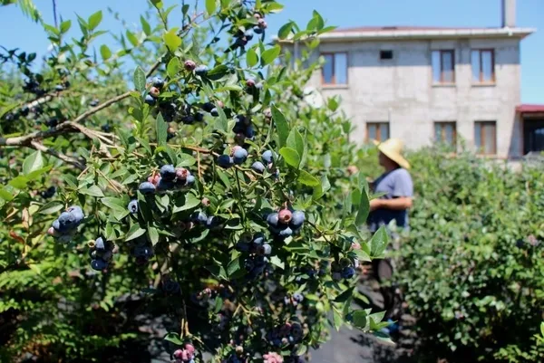 Bir yılda 300 bin lira kazandı! Trabzon Of'ta çay yerine bakın ne ekti - 1