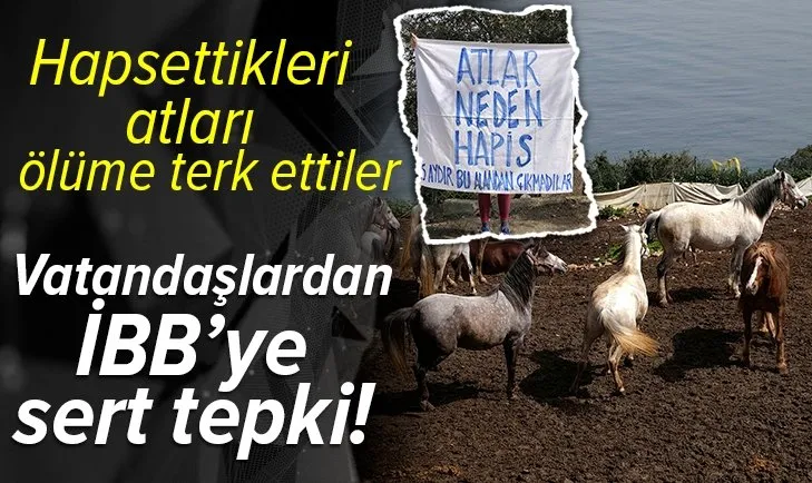 İBB'nin Büyükada'daki at hapishanesine tepki! İBB atları ölüme terk etti