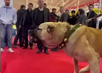 Çobanların vazgeçilmezi Guregh köpekleri