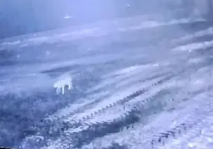 Köye inen kurt 200 koyunu telef etti! Sabah gördüğü manzara karşısında şoke oldu