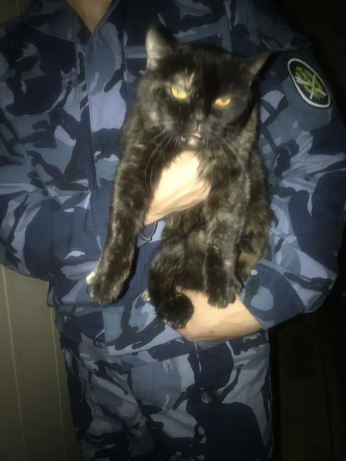 Rusya’da hapishane içinde uyuşturucu taşıyan kedi önce yakalandı sonra kaçtı - 1