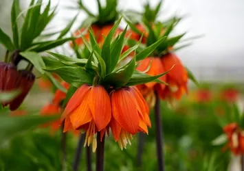 Ters laleyi koparmanın cezası 700 bin lira