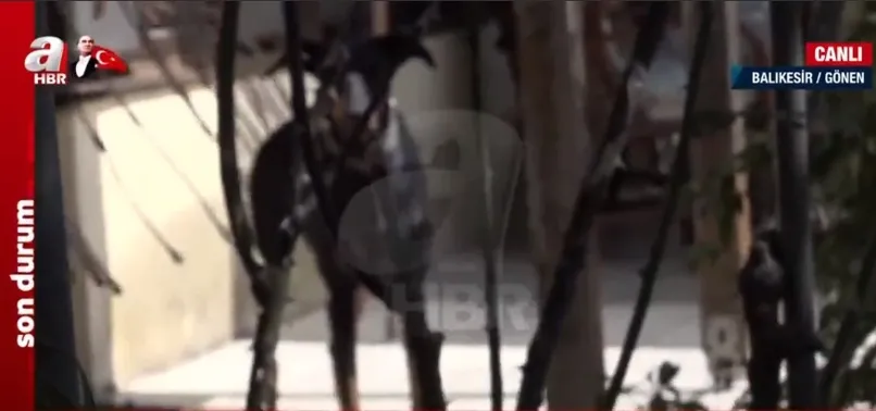 Doberman cinsi eğitimli köpek Tina eve döndü! Kayıp ekonomist Berzeg’in köpeğini A Haber görüntüledi