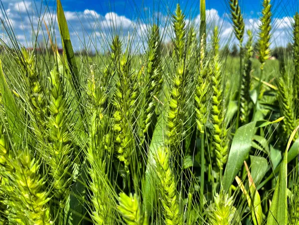 Çiftçilere 10 yıl vadeli ucuz kredi! Gençlere ve kadınlara destek! İşte ürünler