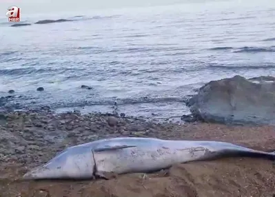 Çanakkale’de sahile vurdu