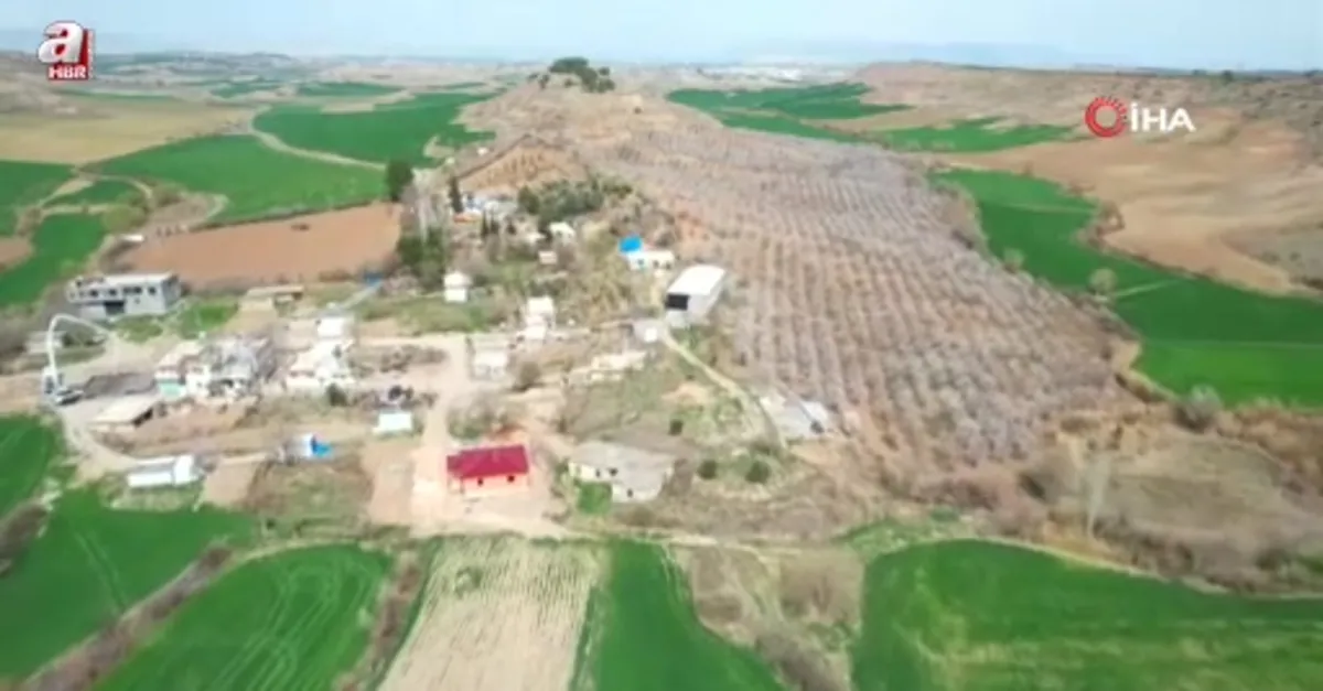 Adıyaman'da çiçek açan badem bahçeleri