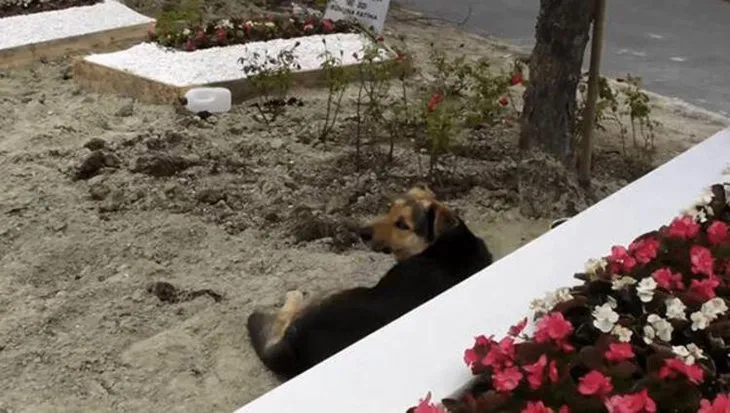 Ebru Şallı Pars’ın mezarından ayrılmayan köpeğin bakımını üstlendi