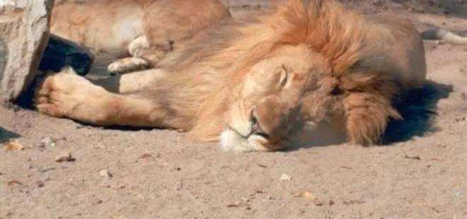 Hindistan’da ormanda 11 aslan leşi bulundu