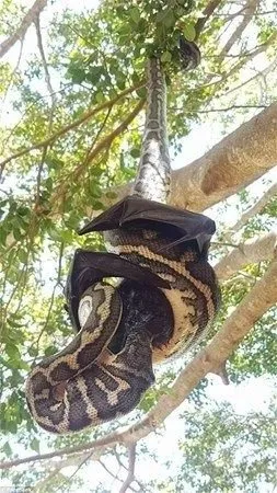 Kurt sürüsü köpeğe böyle saldırdı! Sahibi… 20