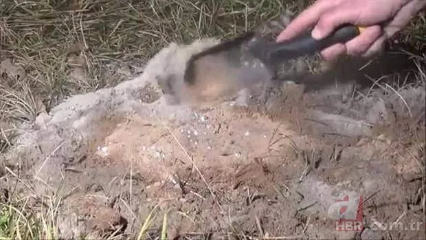 Kırmızı karıncalardan batmayan sal! Haftalarca yüzebiliyorlar 16