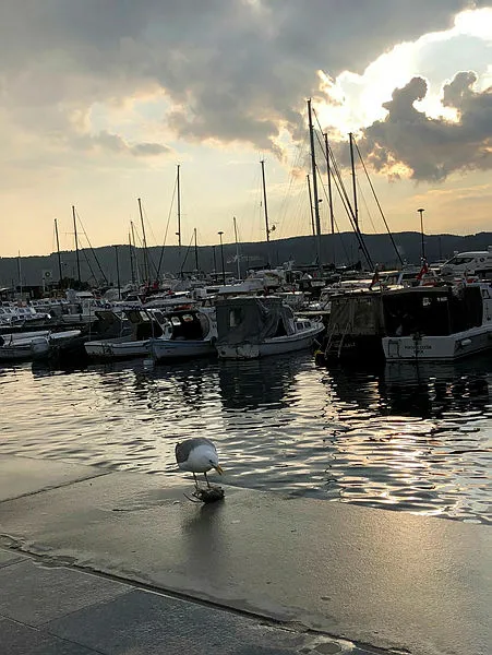Çanakkale’de ilginç olay! Koca fareyi 10 hamlede mideye indirdi - 3