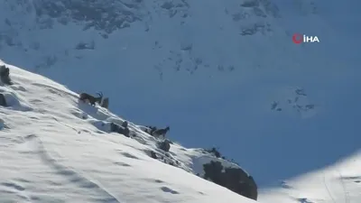 O ilimizde sürü halinde ortaya çıktılar